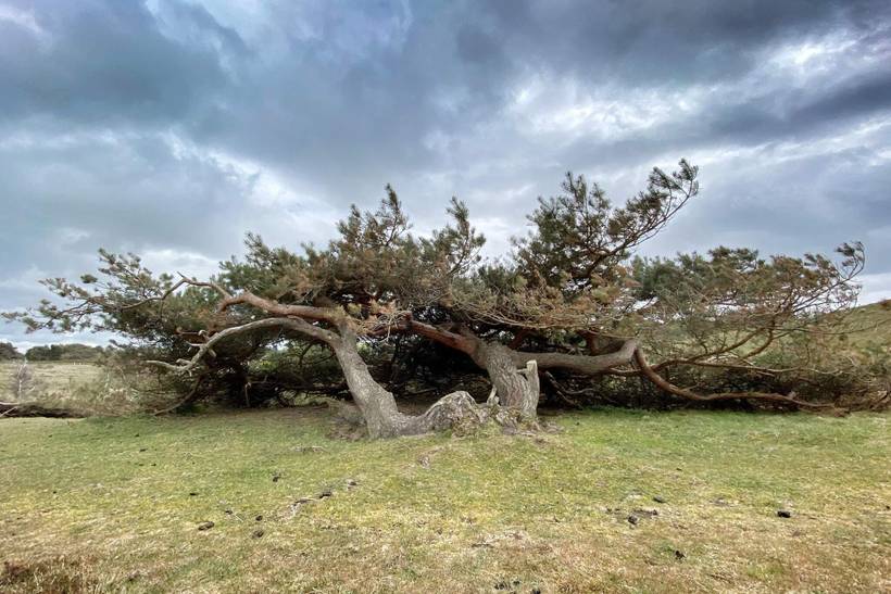 Foto von Ferienhaus FA59 in Tisvildeleje - Nordseeland