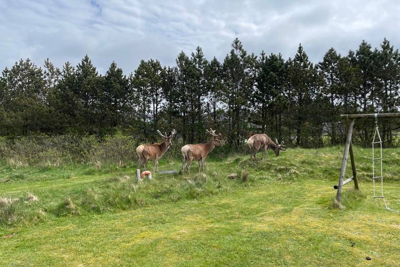 Foto von Ferienhaus FC16 in Vejers Strand - Westjütland