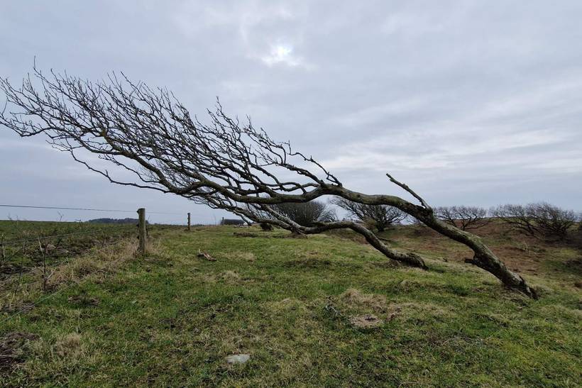 Foto von Ferienhaus FH39 in Hostrup - Thy/Limfjord