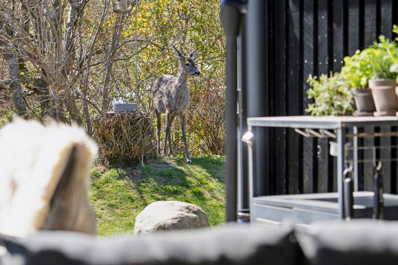 Foto von Ferienhaus FI80 in Rågeleje - Nordseeland