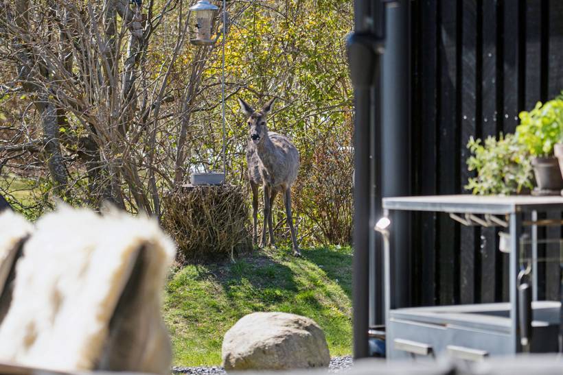 Foto von Ferienhaus FI80 in Rågeleje - Nordseeland