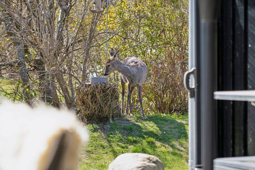 Foto von Ferienhaus FI80 in Rågeleje - Nordseeland
