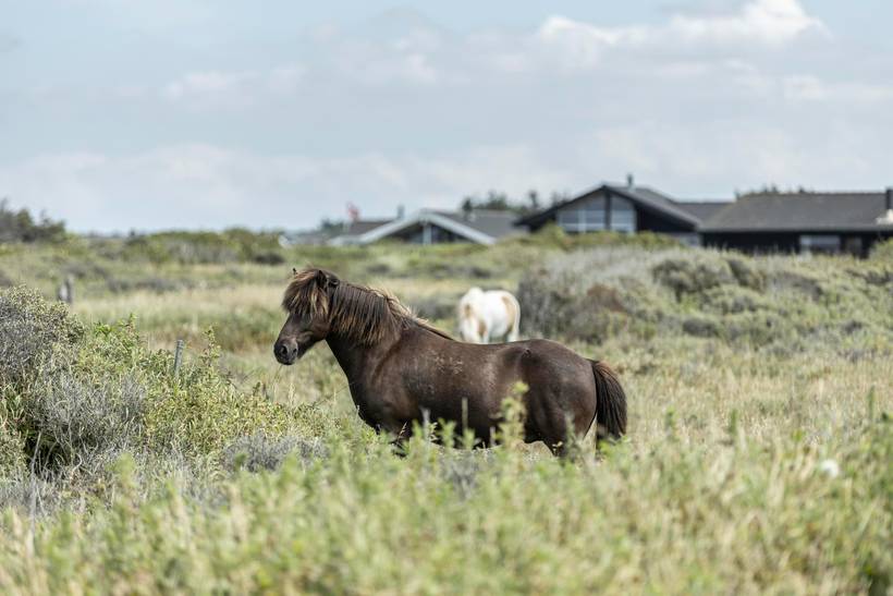 Foto von Ferienhaus FO70 in Nørlev - Lønstrup - Nordjütland