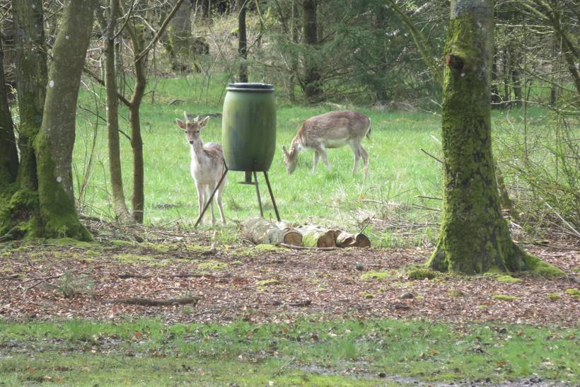 Foto von Ferienhaus FR71 in Blåvand - Westjütland