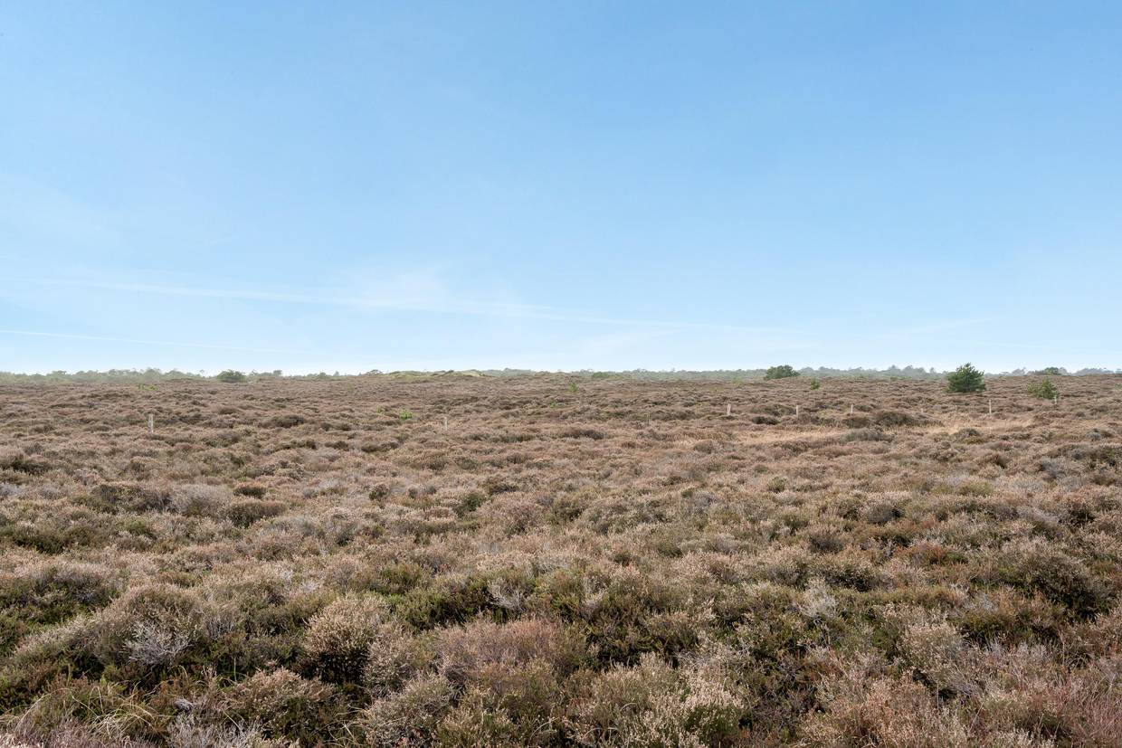 Foto von Ferienhaus FZ43 in Kongsmark - Rømø