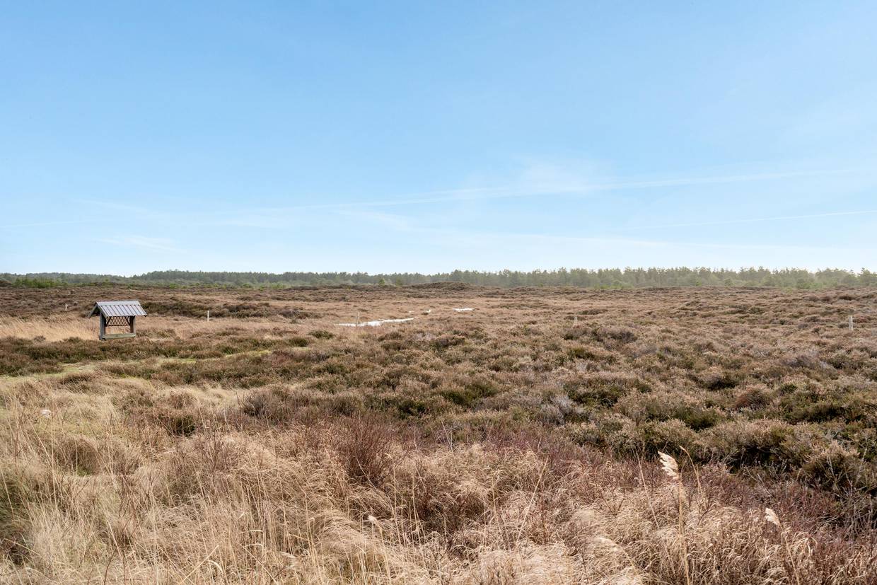 Foto von Ferienhaus FZ43 in Kongsmark - Rømø