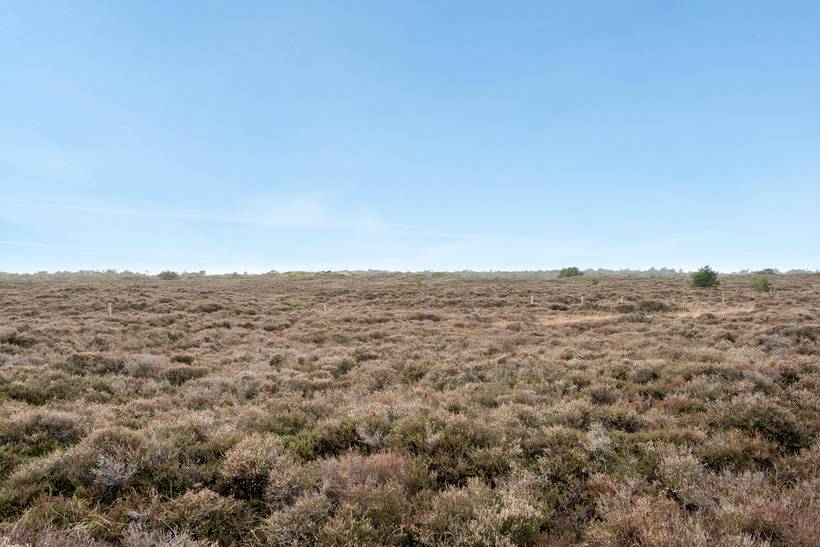 Foto von Ferienhaus FZ43 in Kongsmark - Rømø