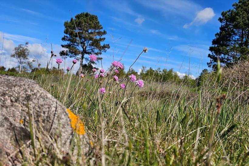Foto von Ferienhaus FZ54 in Mols - Ostjütland