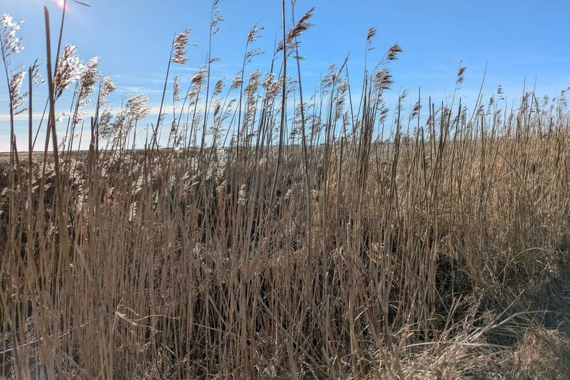 Foto von Ferienhaus GB72 in Blåvand - Westjütland