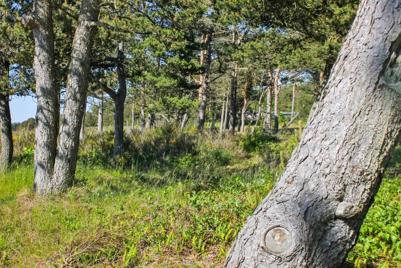 Foto von Ferienhaus GF94 in Vesterø - Læsø
