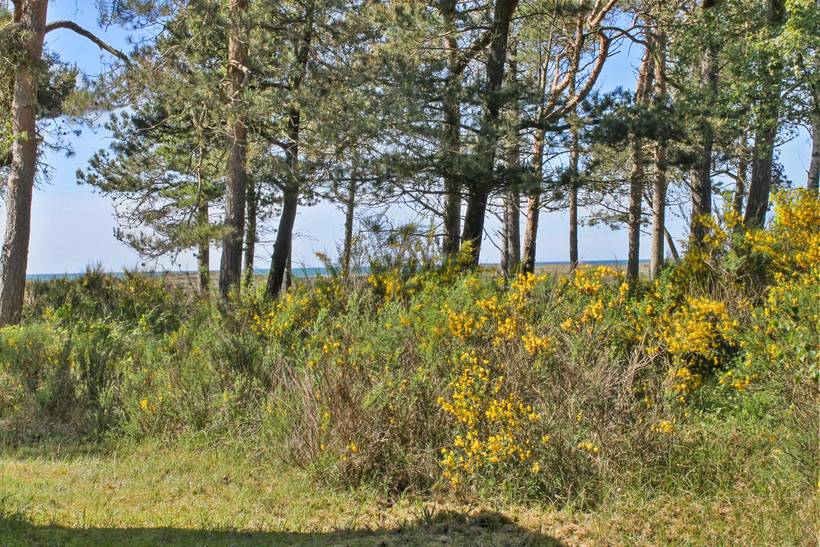 Foto von Ferienhaus GF94 in Vesterø - Læsø