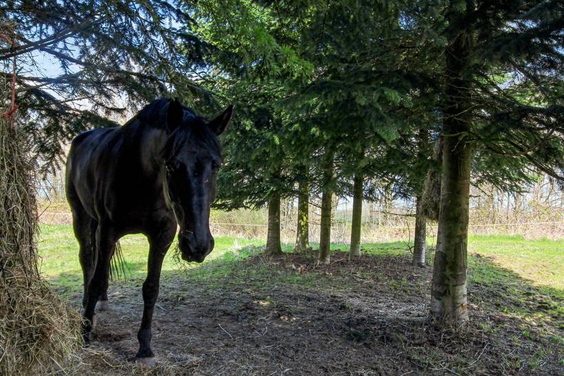 Foto von Ferienhaus GH88 auf Gudhjem - Bornholm