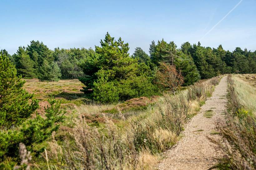 Foto von Ferienhaus GM71 in Sønderstrand - Rømø