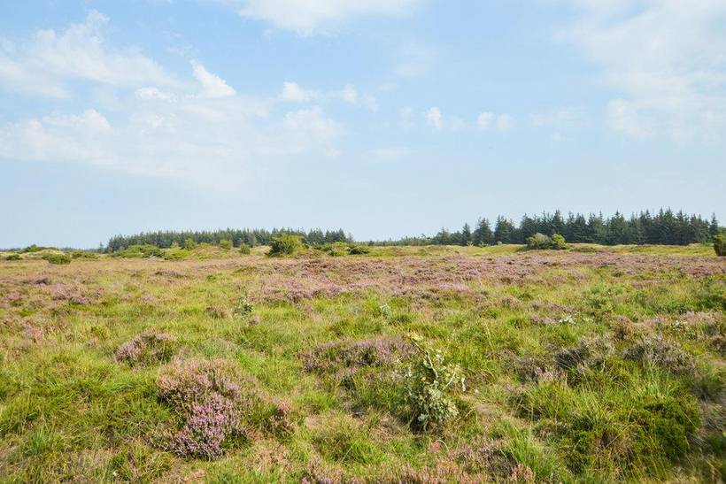 Foto von Ferienhaus GO05 in Arrild - Südjütland
