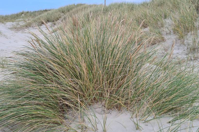 Foto von Ferienhaus GR20 in Rødhus - Blokhus - Nordjütland