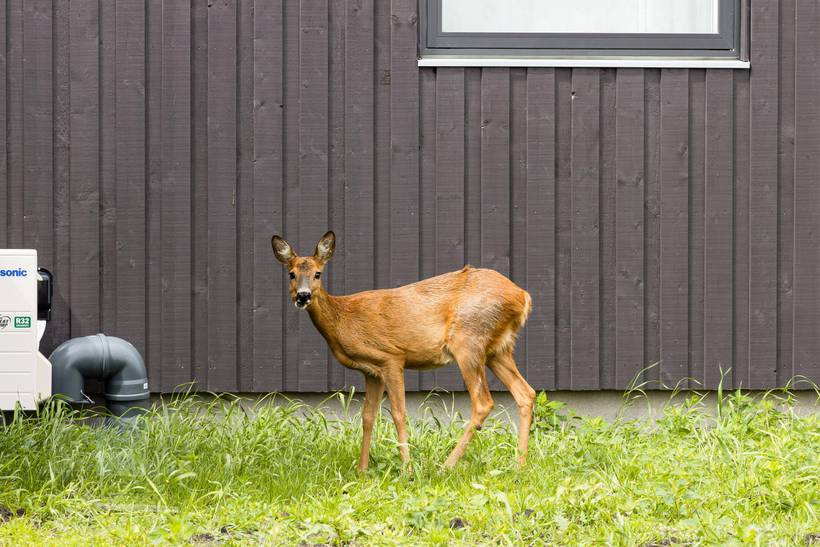 Foto von Ferienhaus GS52 in Bolilmark - Rømø
