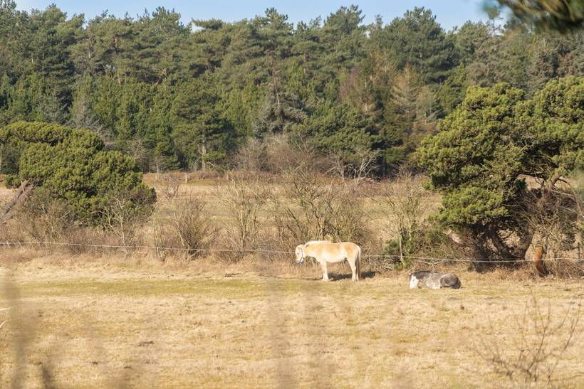 Foto von Ferienhaus GU67 in Sønderstrand - Rømø