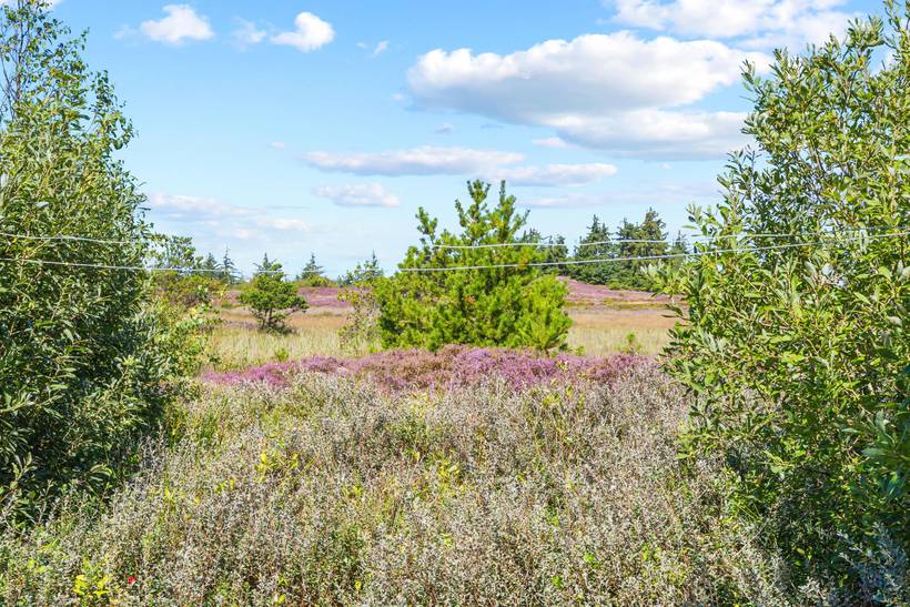 Foto von Ferienhaus GZ17 in Kongsmark - Rømø