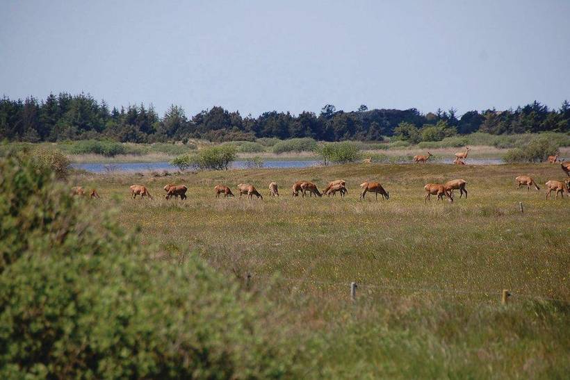 Foto von Ferienhaus HC54 in Blåvand - Westjütland