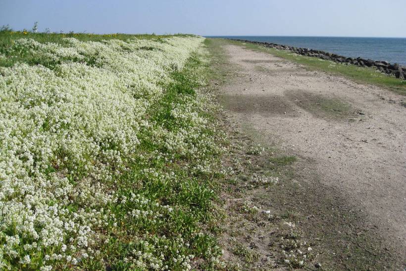 Foto von Ferienhaus HH45 auf Stødby - Lolland