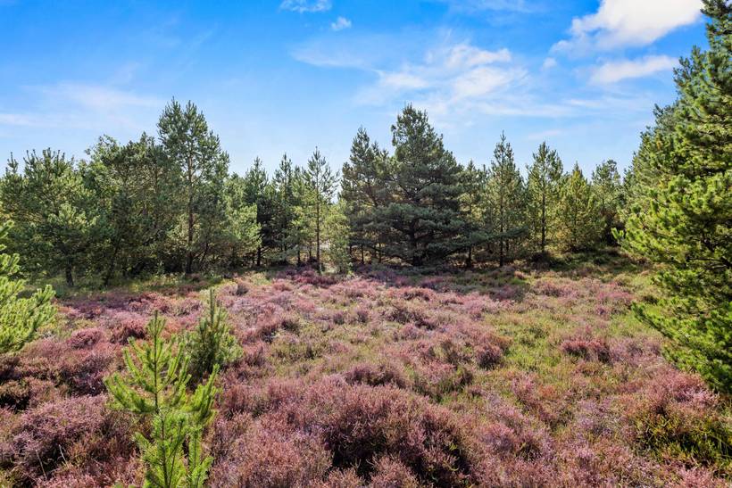 Foto von Ferienhaus HI31 in Bolilmark - Rømø
