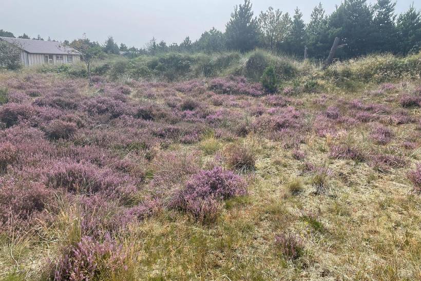 Foto von Ferienhaus HI58 in Blåvand - Westjütland