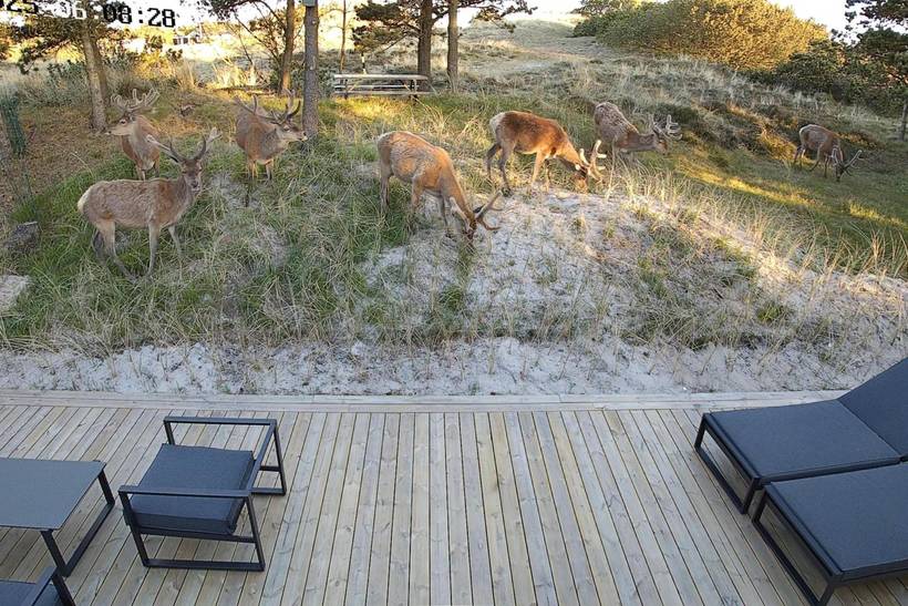 Foto von Ferienhaus HN37 in Blåvand - Westjütland