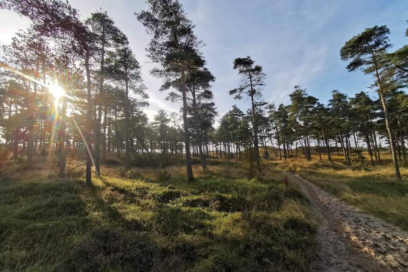 Foto von Ferienhaus HO07 in Havneby - Rømø
