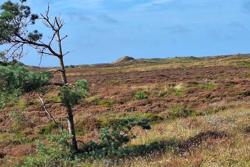Foto von Ferienhaus HO07 in Havneby - Rømø