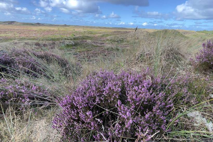 Foto von Ferienhaus HO07 in Havneby - Rømø