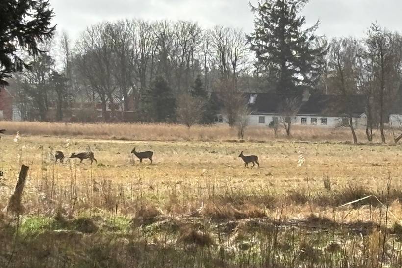 Foto von Ferienhaus HO90 in Tversted - Nordjütland