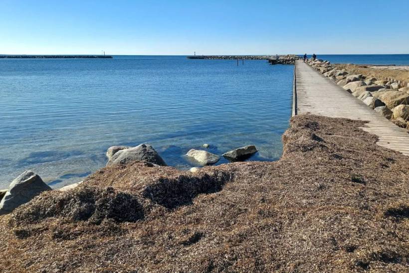 Foto von Ferienhaus IF72 auf Karrebæksminde - Enø - Südseeland