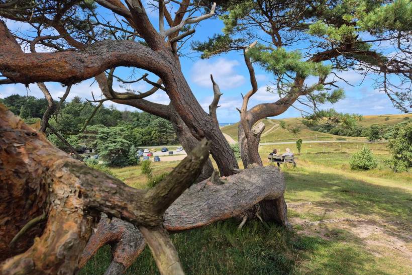 Foto von Ferienhaus IF94 in Vejby - Tisvildeleje - Nordseeland