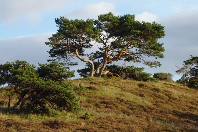 Foto von Ferienhaus IF94 in Vejby - Tisvildeleje - Nordseeland