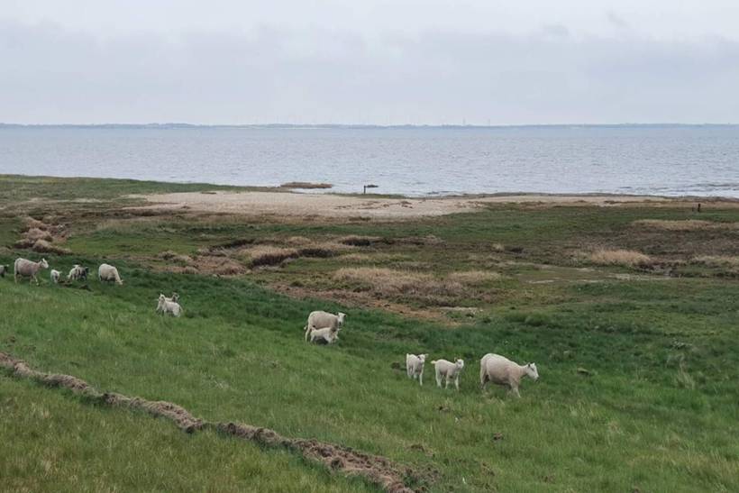 Foto von Ferienhaus IG63 in Havneby - Rømø