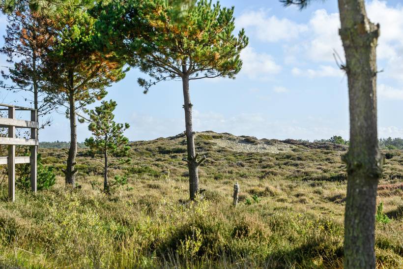 Foto von Ferienhaus IK00 in Kongsmark - Rømø