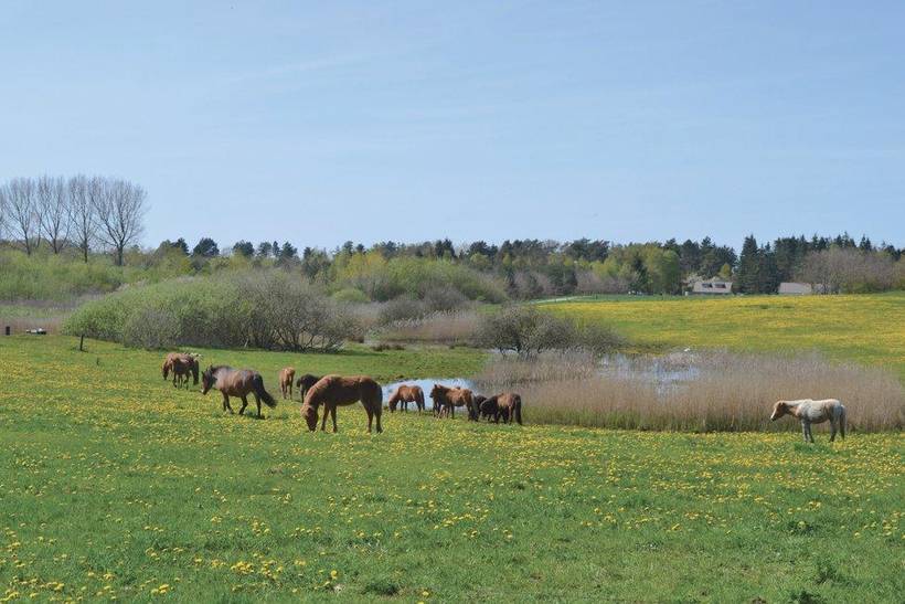 Foto von Ferienhaus IT63 in Rørvig - Westseeland
