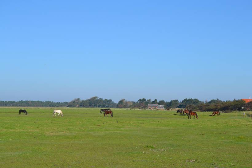 Foto von Ferienhaus IU43 in Toftum - Rømø
