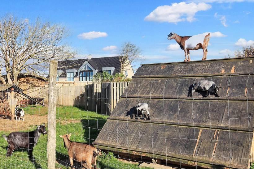 Foto von Ferienhaus IU58 in Løkken - Nordjütland