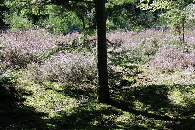 Foto von Ferienhaus IV65 in Knasborg - Ålbæk - Nordjütland Ost