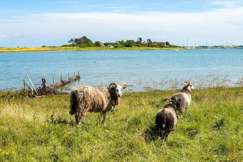 Foto von Ferienhaus JI44 auf Syd - Samsø