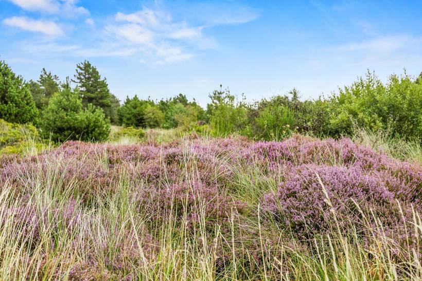 Foto von Ferienhaus JO14 in Bolilmark - Rømø