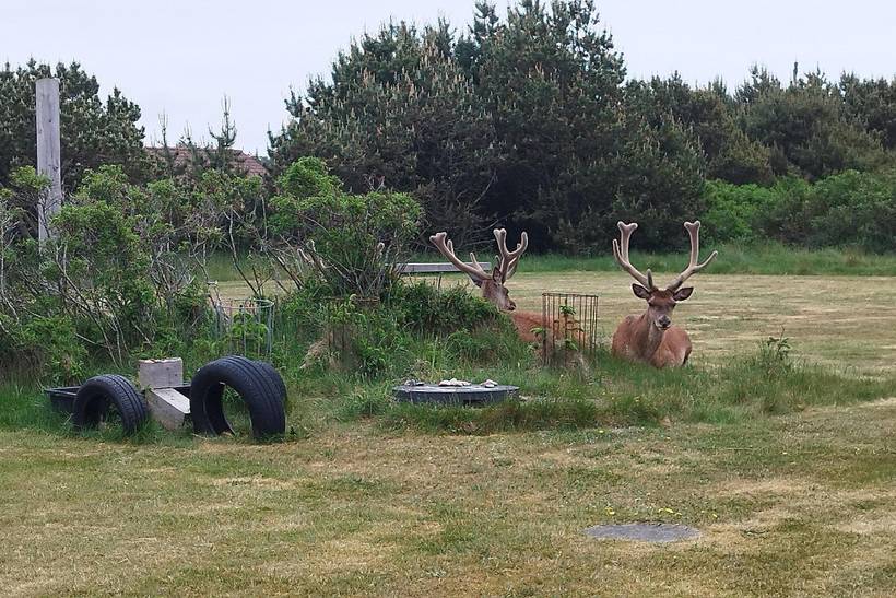 Foto von Ferienhaus JT81 in Vejers Strand - Westjütland