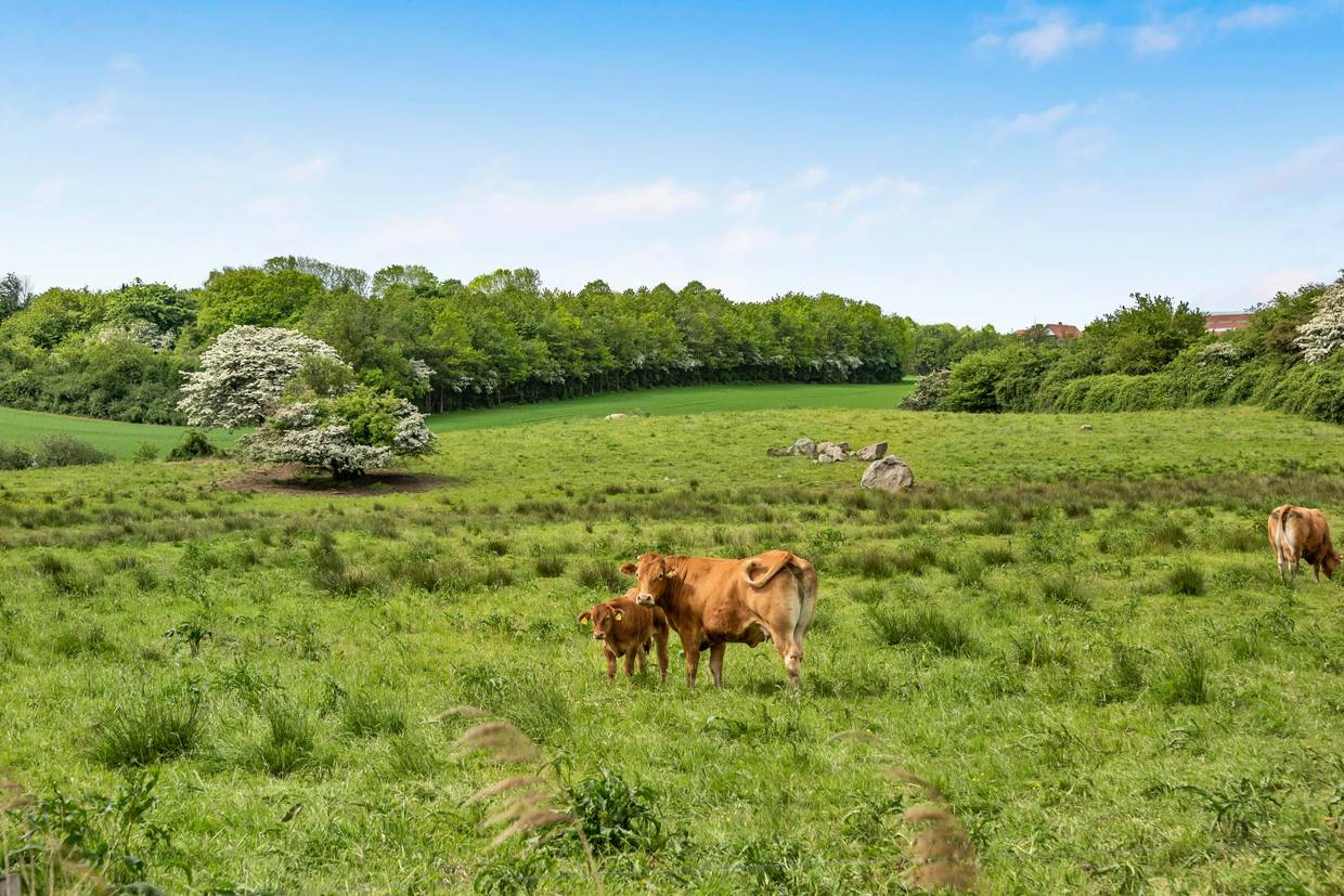 Foto von Ferienhaus JW25 in Vemmingbund - Südjütland