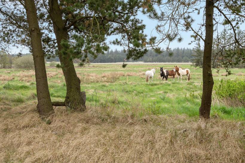 Foto von Ferienhaus KA46 in Houstrup - Westjütland