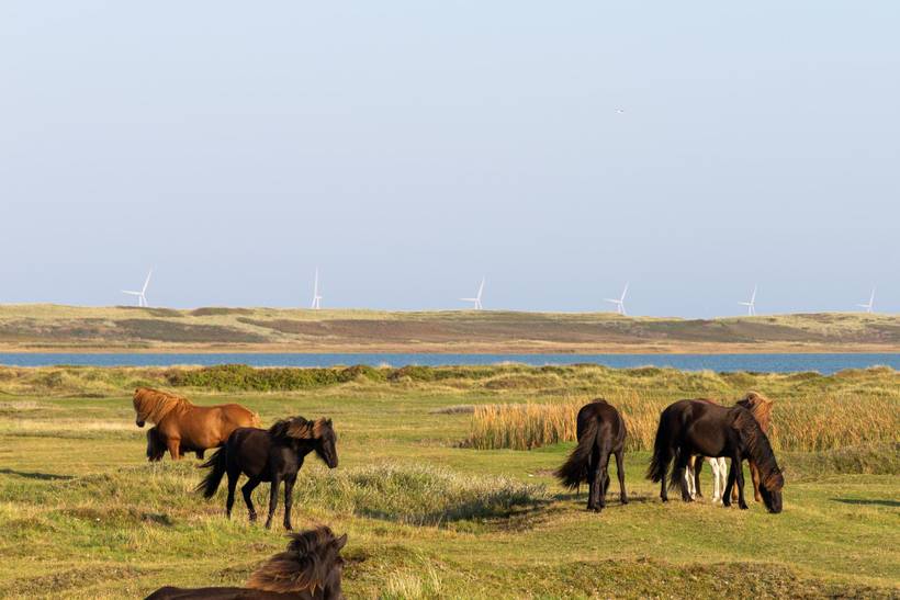 Foto von Ferienhaus KA70 in Vejlby Klit - Westjütland