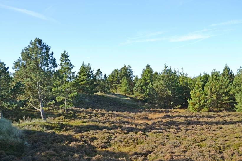 Foto von Ferienhaus KE03 in Bolilmark - Rømø