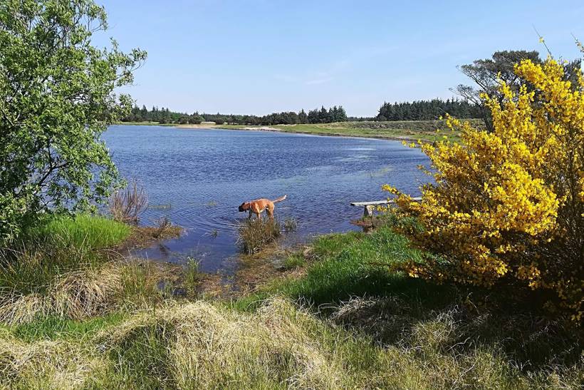 Foto von Ferienhaus KE72 in Vejers Strand - Westjütland