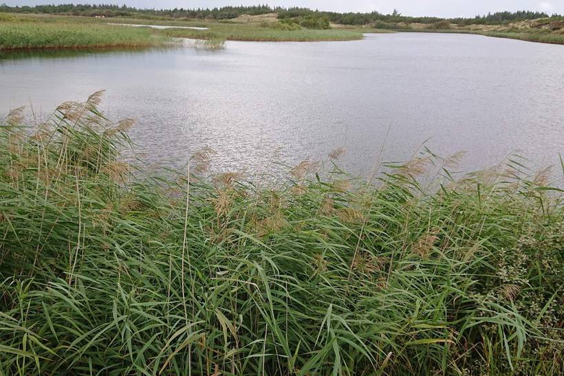 Foto von Ferienhaus KE72 in Vejers Strand - Westjütland