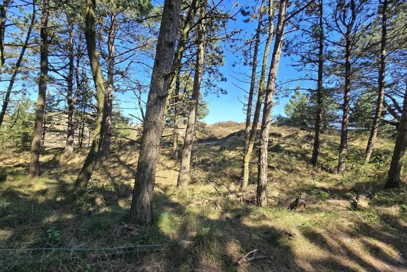 Foto von Ferienhaus KI09 in Kongsmark - Rømø